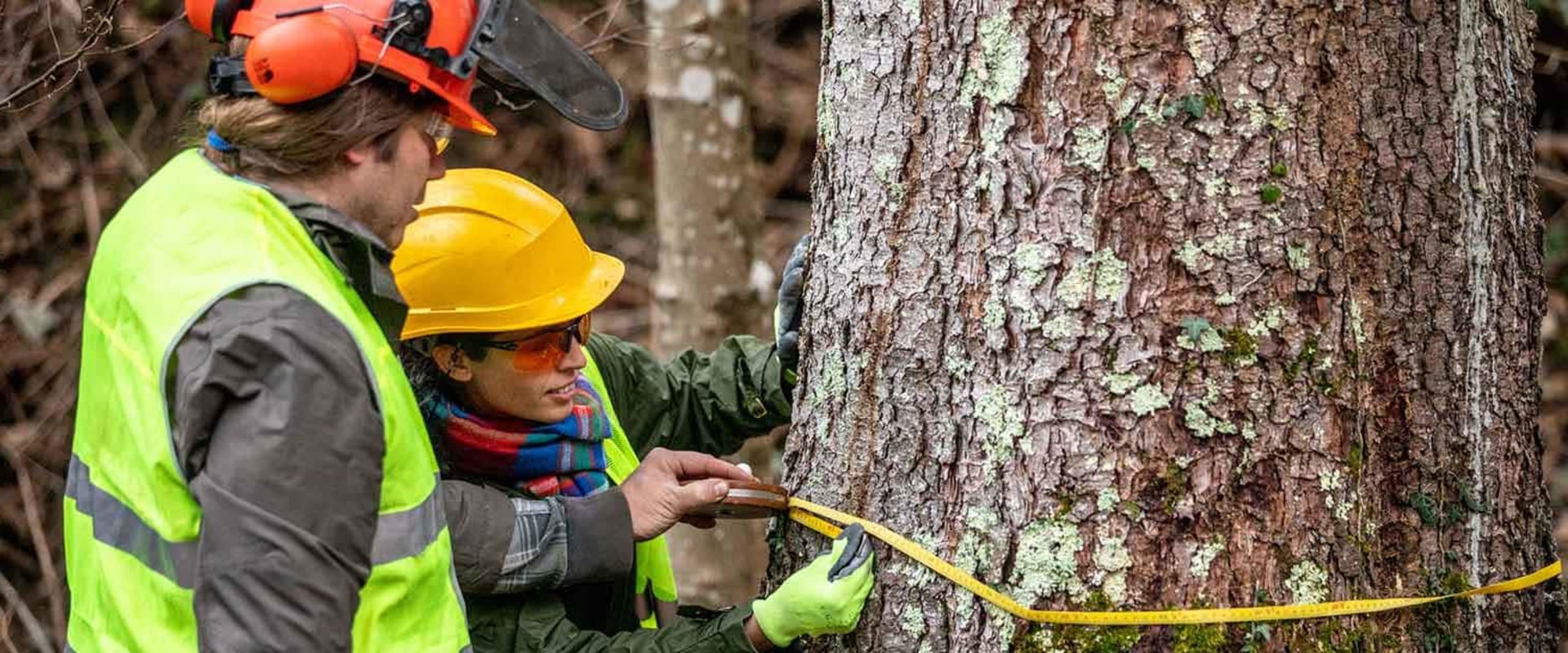 The Essential Tools Used by Arborists to Safely Cut Down Trees