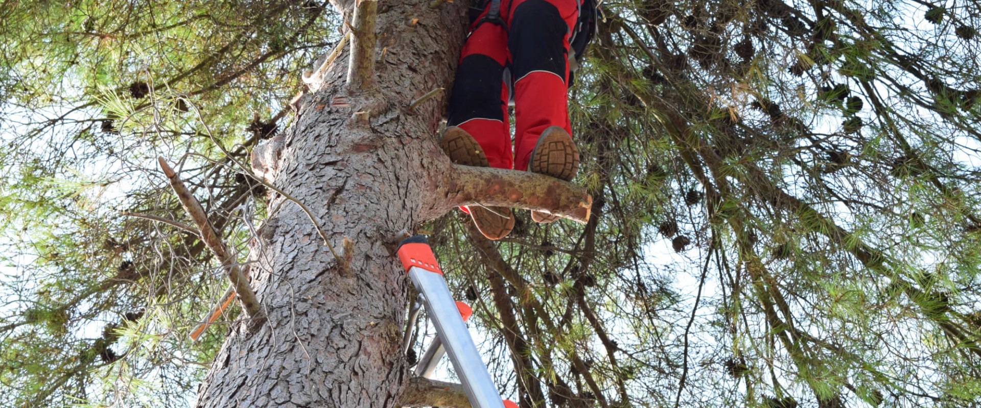 What is another name for tree service?
