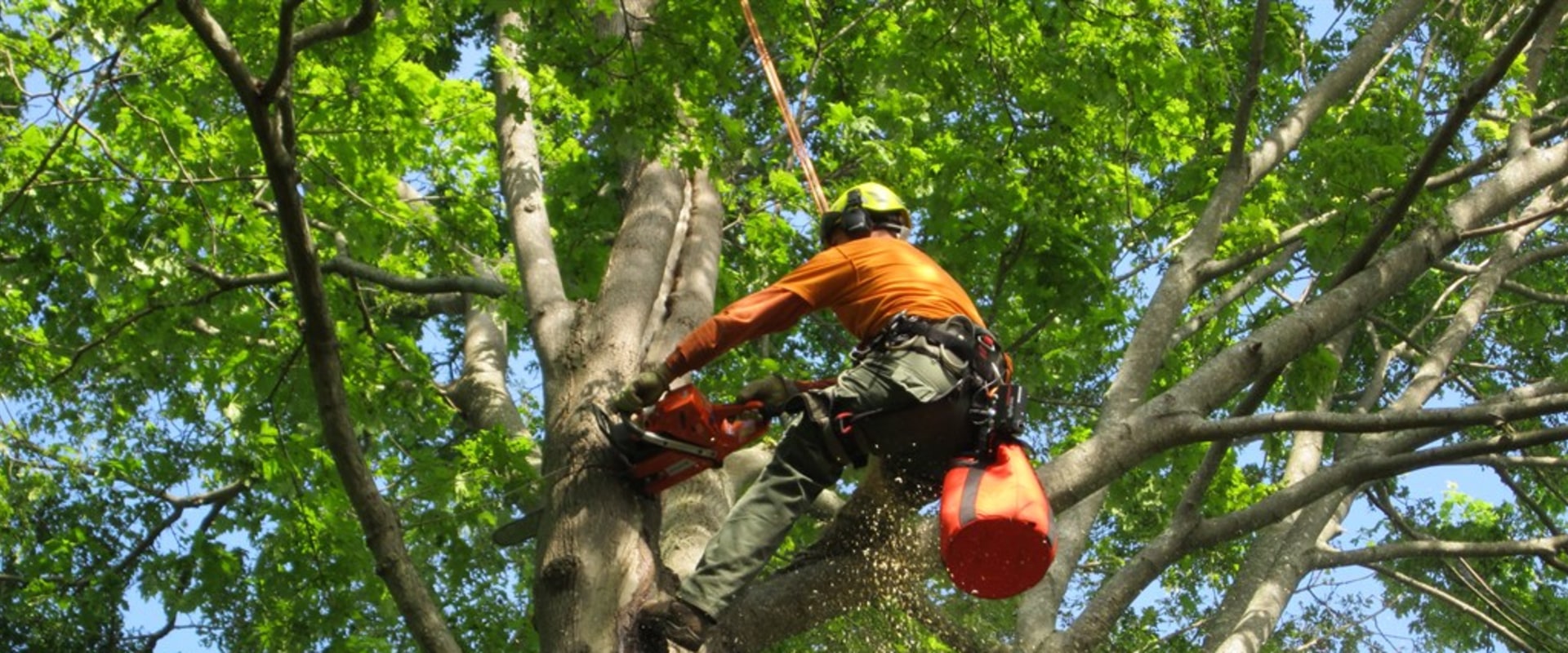 What is a tree professional called?