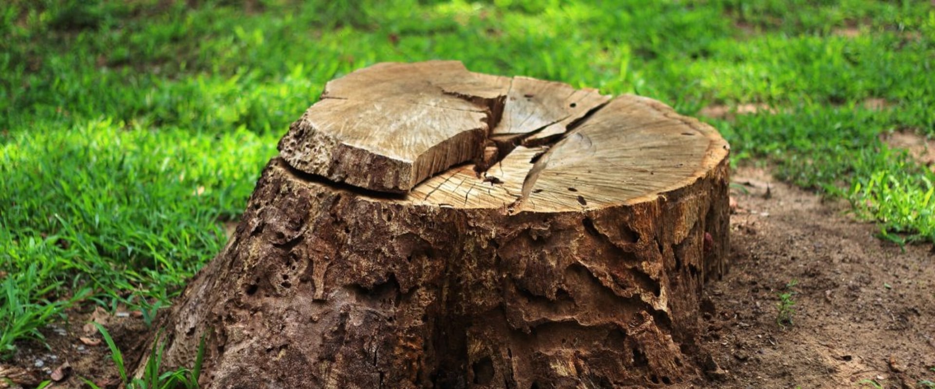 How do you prepare ground after tree removal?