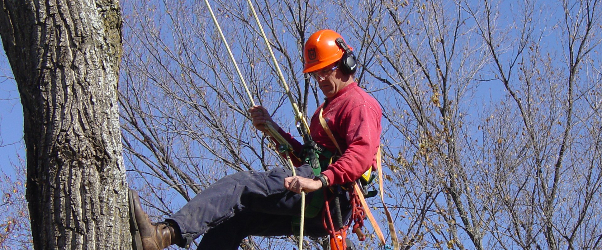 Which State Offers the Highest Pay for Arborists?