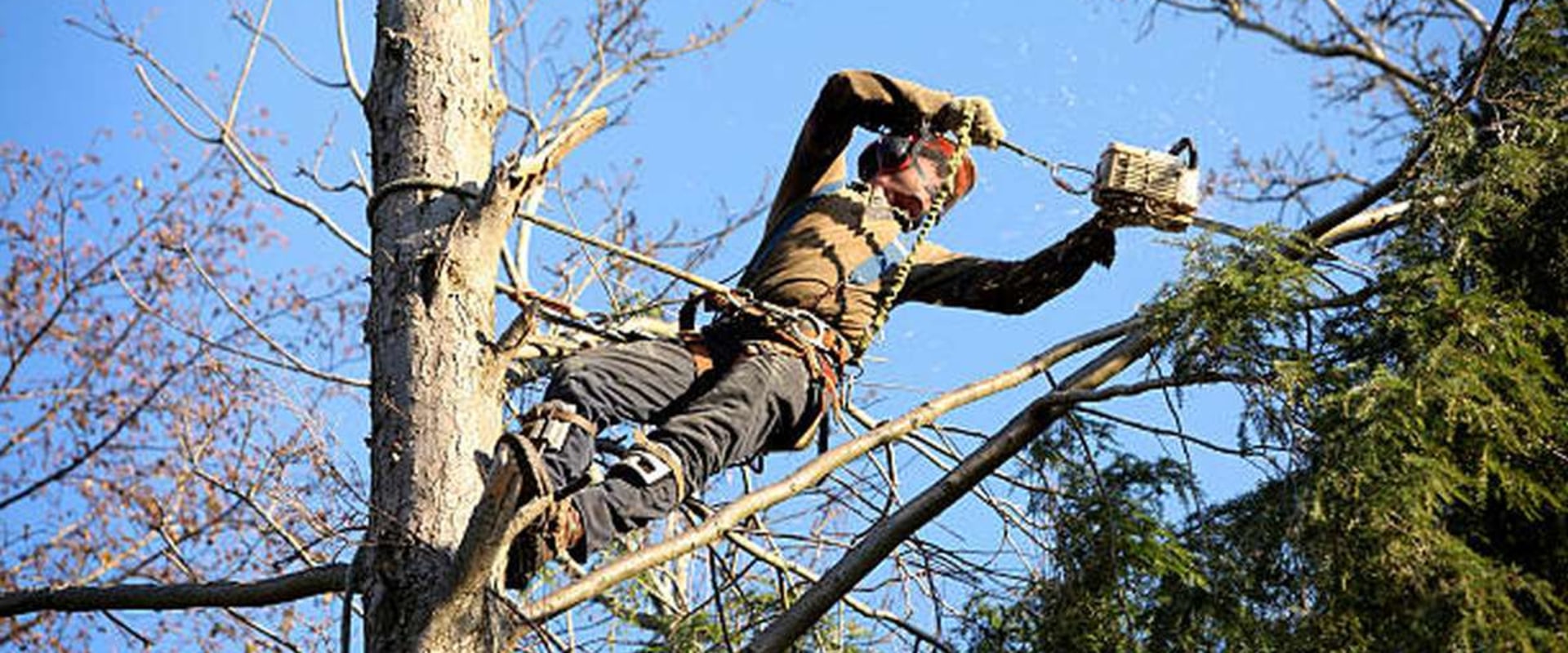 What is the difference between an arborist and a tree trimmer?