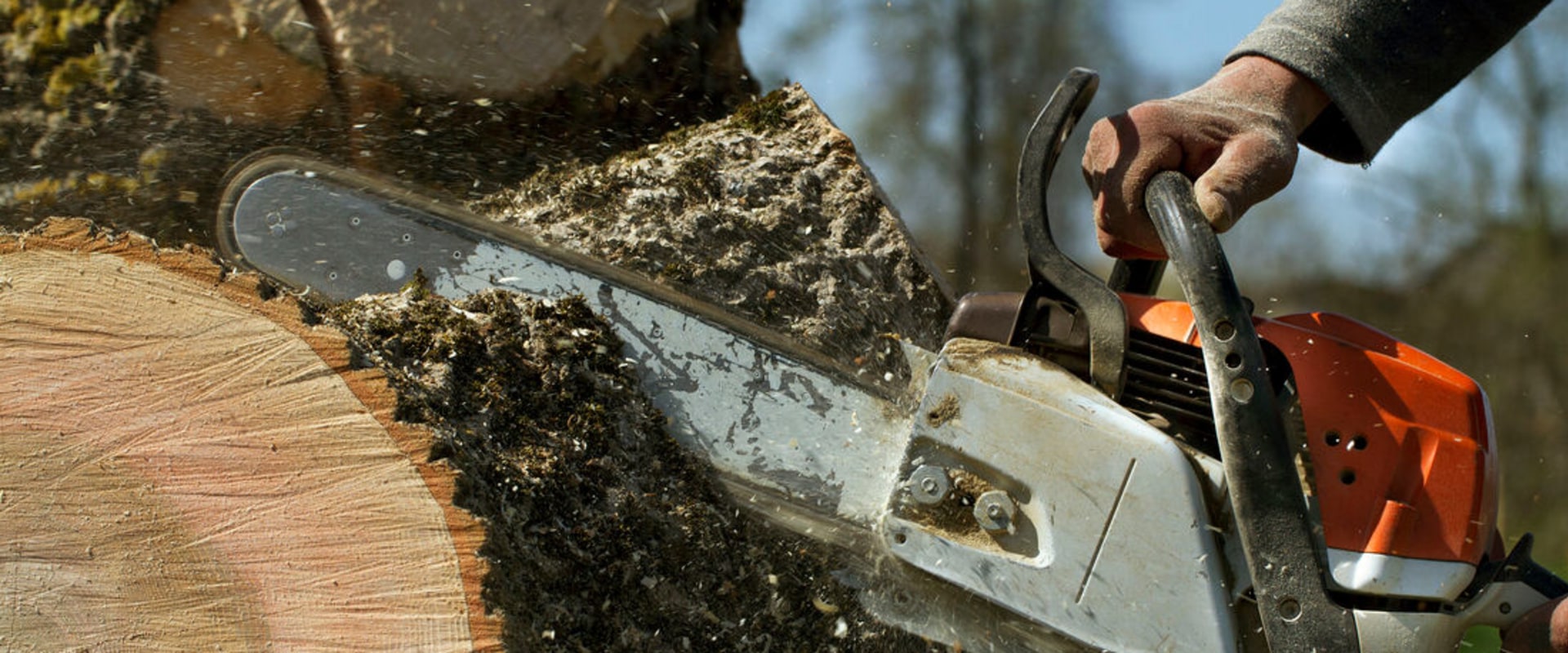 How do you successfully remove a tree?