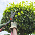 What is another name for tree trimming?