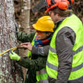 The Essential Tools Used by Arborists to Safely Cut Down Trees