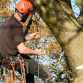Is an arborist the same as a tree cutter?