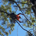 What isa tree service person called?