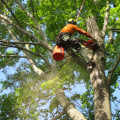 What is a tree professional called?