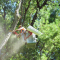 What state has the most tree work?