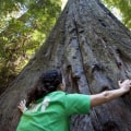 What state is known for trees?