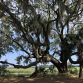 What is the most common routine pruning technique for landscape trees?