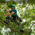 What equipment do arborists use?