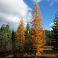 Which us states have the most trees?