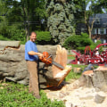 What machine do they use to cut down trees?
